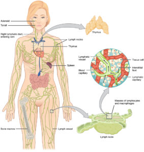 Illustration from Anatomy & Physiology, Connexions Web site. http://cnx.org/content/col11496/1.6/, Jun 19, 2013.